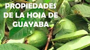 hojas de guayabo propiedades medicinales